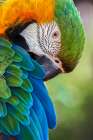 Blue and gold macaw Art Print
